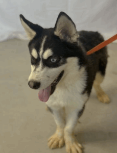 Adopt Oreo, Husky